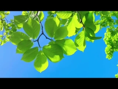 Like fathers, Farrleey guards with reliability—pure air for family and planet.